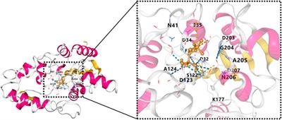 The emerging roles of PHOSPHO1 and its regulated phospholipid homeostasis in metabolic disorders